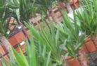 Cooladdiplant-nursery-10.jpg; ?>